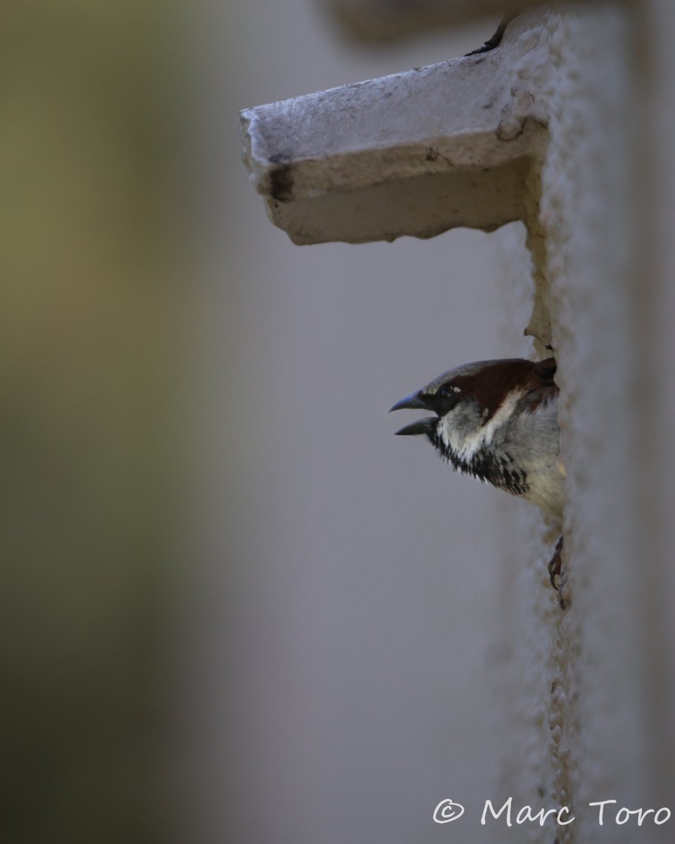 Pardal comú - Gorrión común - House Sparrow (Passer domesticus)🐦

#pardalcomu #gorrioncomun #housesparrow #passerdomesticus #birding #ocellsdecatalunya #xarxadeparcsnaturals #nature #CasanovaFoto #aefona #CanonEspaña #LiveForTheStory #TuFotoNatGeo #CanonR6Markll
