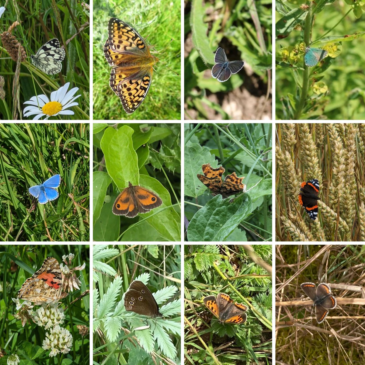 Megan Lock (@meganrural) on Twitter photo A snapshot of what I've been up to in the last couple of weeks at work #TeamGWCT
Just a selection of species recorded recently, all found in farmland within the <a href="/MDSuperCluster/">Martin Down Farmer Supercluster</a> (6th year of monitoring)
How many can you identify? <a href="/savebutterflies/">Butterfly Conservation 🦋</a> #FarmingWithNature #FarmerCluster A snapshot of what I've been up to in the last couple of weeks at work #TeamGWCT
Just a selection of species recorded recently, all found in farmland within the <a href="/MDSuperCluster/">Martin Down Farmer Supercluster</a> (6th year of monitoring)
How many can you identify? <a href="/savebutterflies/">Butterfly Conservation 🦋</a> #FarmingWithNature #FarmerCluster