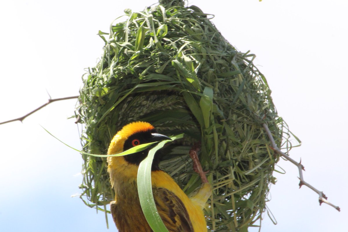 As part of the new special issue dedicated to the evolution of building behaviour (royalsocietypublishing.org/toc/rstb/2023/…), we discuss the future of bird building research.
royalsocietypublishing.org/doi/10.1098/rs… Thank you to all the editors.