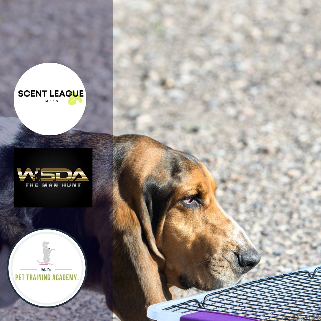 Wednesday is for sniffing! It's scent detection night. See you at 6PM in #Acushnet .