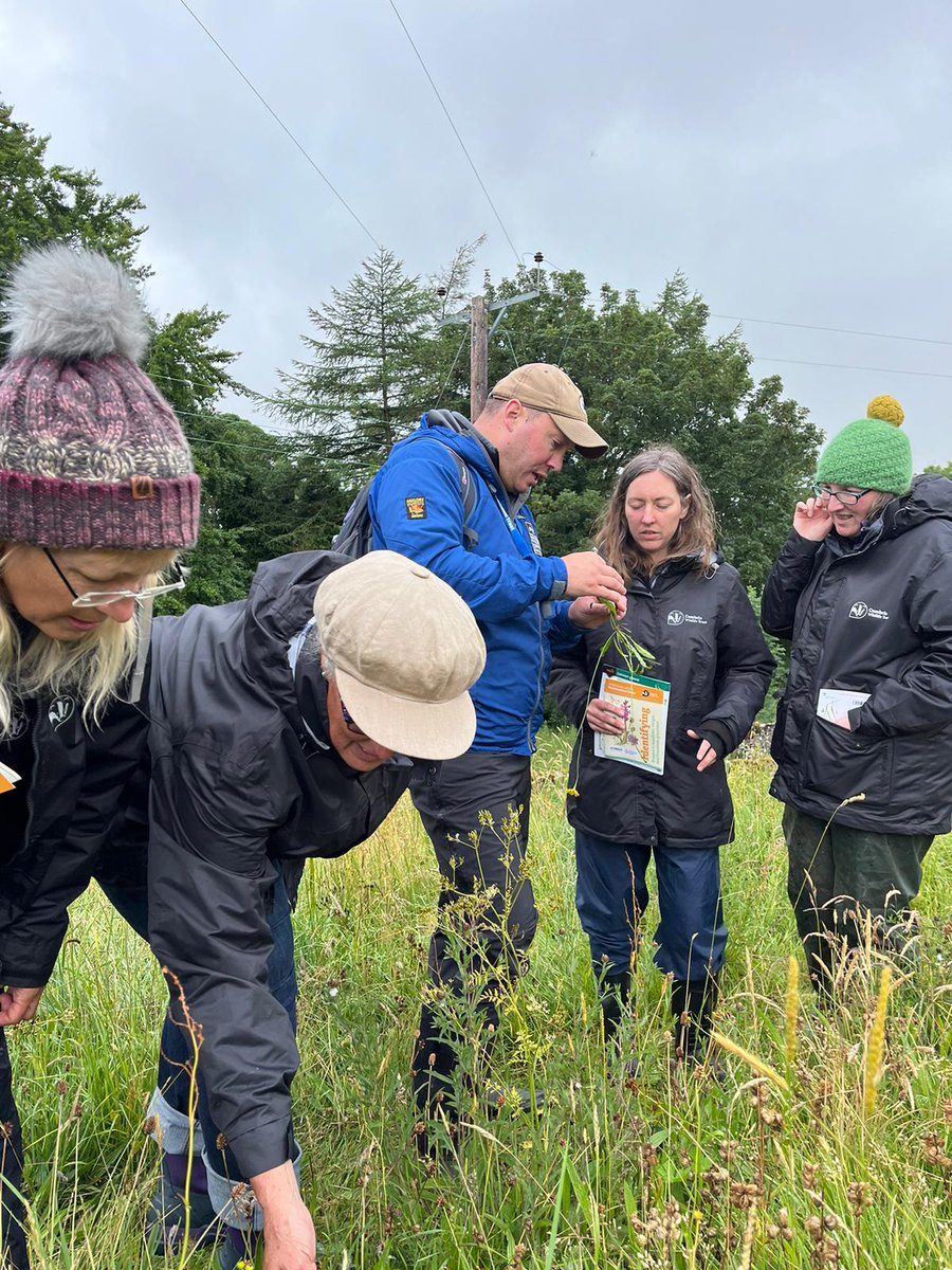 Meet the amazing #meadowmakers at @cumbriawildlife ...here's a pile of #yellowrattle rich wildflower seed, harvested sustainably, collected from local sites, carefully dried and ready to help restore c150 acres of #NorthernDalesMeadows  in #Cumbria #NatureRecovery