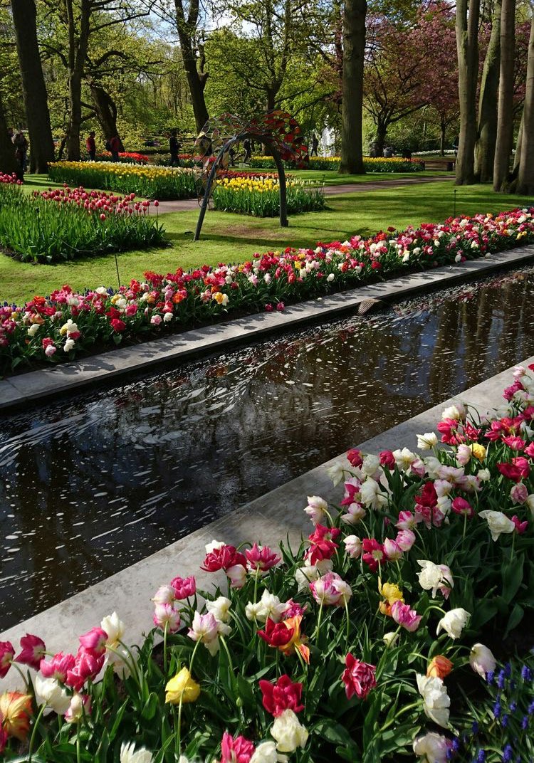 gorgeous tulips garden