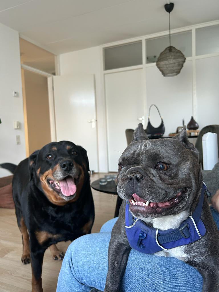 messywallfl0wer's tweet photo. Vandaag eindelijk onze honden aan elkaar voorgesteld. Freddie vond het heel spannend, maar gedraagt zich super goed!! ❤️ https://t.co/jvoNCt2yiO