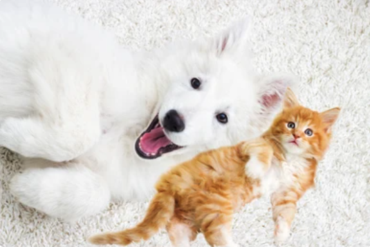 Travelers Aid tweet media