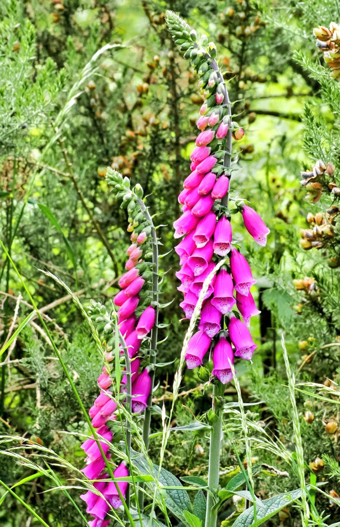 #Foxgloves from my favourite local mindspace #DerwentValleyCountryPark #TwitterNatureCommunity #wildflowerhour #wildflowers