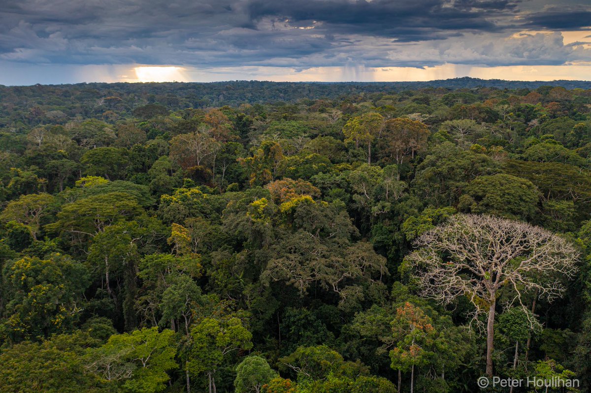 Working with diverse tropical forests? Using remote sensing, models or in situ data to investigate how these ecosystems are responding to climate or land use change?  Share your research at our #AGU23 session!  

Submit your abstract here before Aug 2 agu.confex.com/agu/fm23/preli…