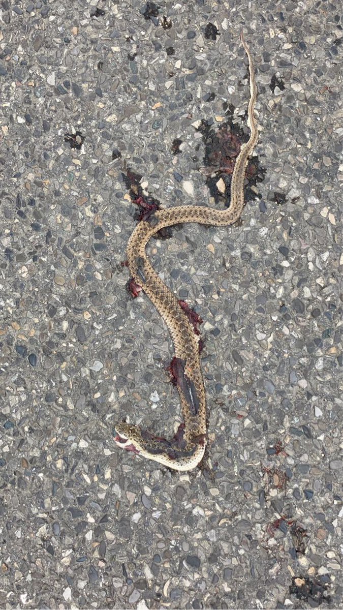 levraiemeutier's tweet photo. Ce serpent est mort d’une balle dans le crâne de d’un policier lors d’un contrôle au faciès
Cela est évidemment un abus de pouvoir et une bavure d’une immense gravité qui nous touche tous
Rendons lui hommage demain sur la place de la Nation
#freesnake #libertépourlesserpents https://t.co/rp1jJf2bMG
