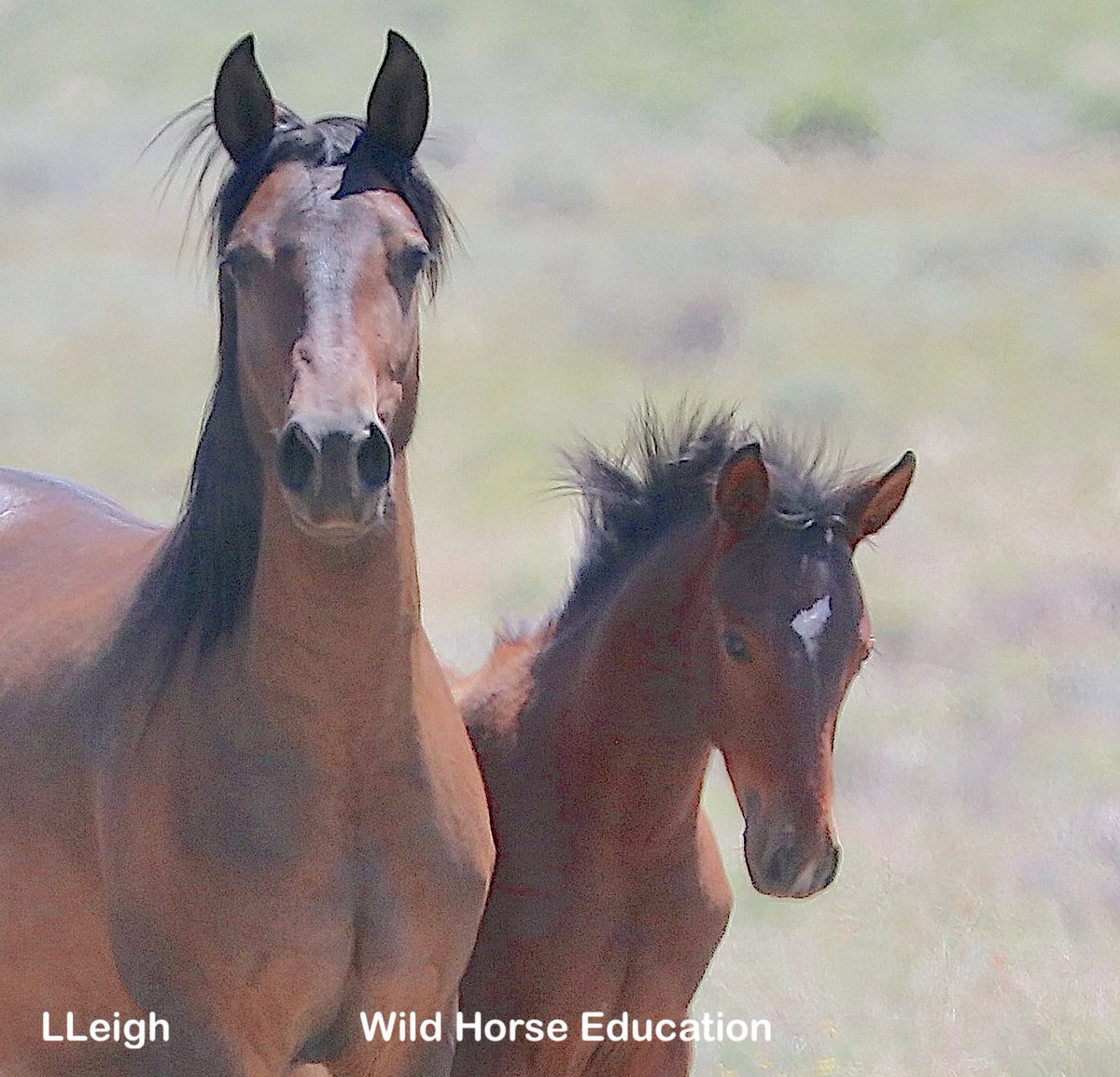 Roundup update &amp; an urgent action item! > tinyurl.com/29jvm4pn
As a heatwave moves into this area can you join us to stop operations? Temperatures at traps in the southern part of the complex will rise to 100 degrees by Sunday, to 105 at traps in the north. 
#wildhorses
