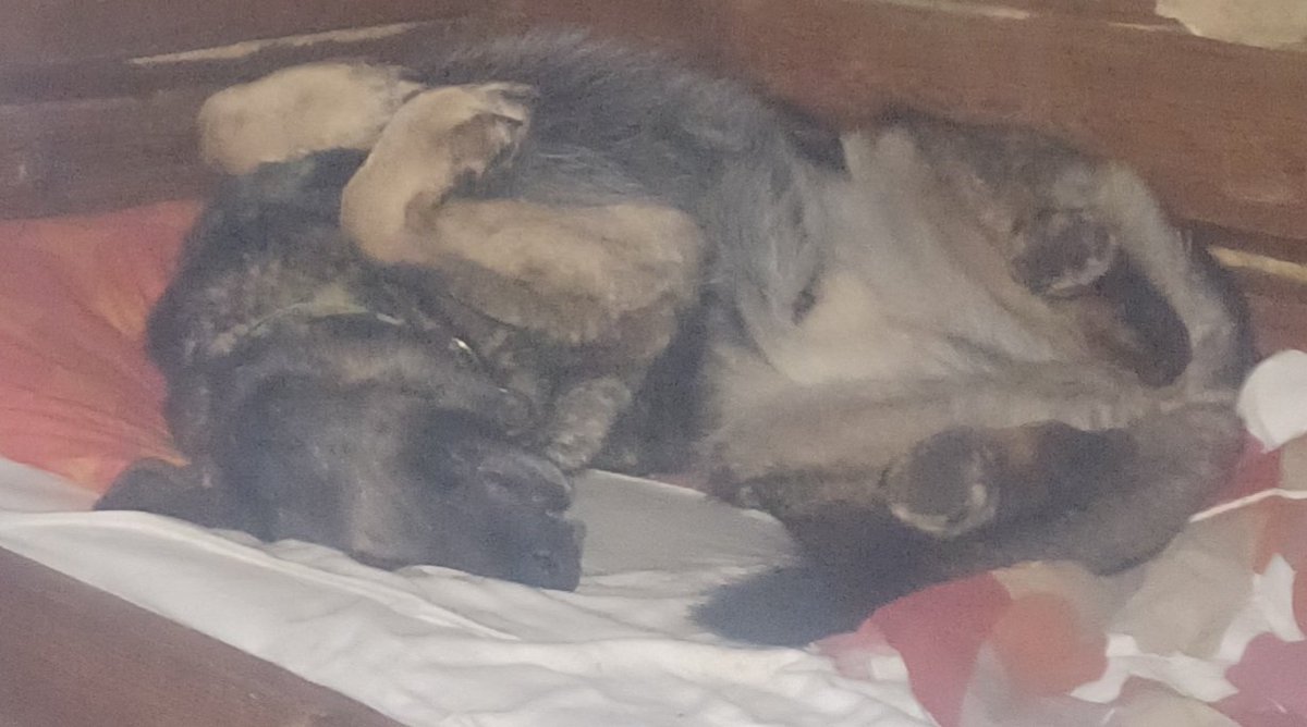 ottosovelius's tweet photo. @Topi_the_dog "Onneksi on tuo kunnanraja välissä nii tän kylän kingi voi ottaa rennosti" -Rane https://t.co/g1mBFV9o6F