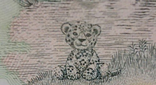 nnachoook's tweet image. No puede ser que me dé lastima UN YAGUARETE QUE ESTA EN UN BILLETE