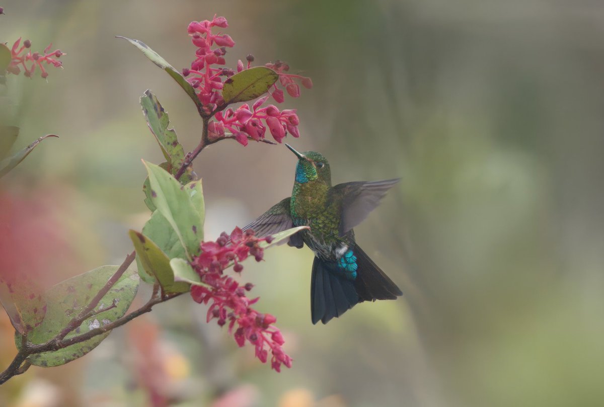 carlosmapalina's tweet photo. #miercolesdeemplumados con uno de mis últimos lifers ✅ !!! un hermoso Zamarrito endémico y muy amenazados del sur de #Colombia 🇨🇴🤯

#Puffleg https://t.co/4dr101PbI1