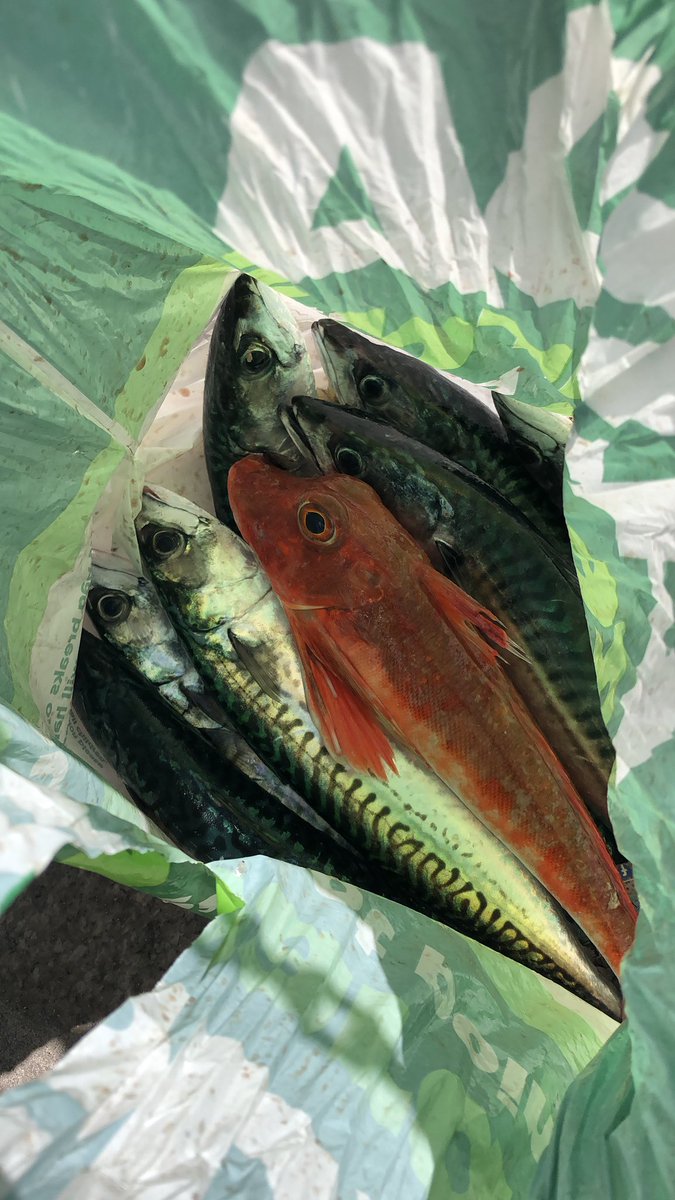 Colin_J_Taylor's tweet photo. @strategywoman I caught a bag of mackerel with my son. https://t.co/o1RlTog8mr