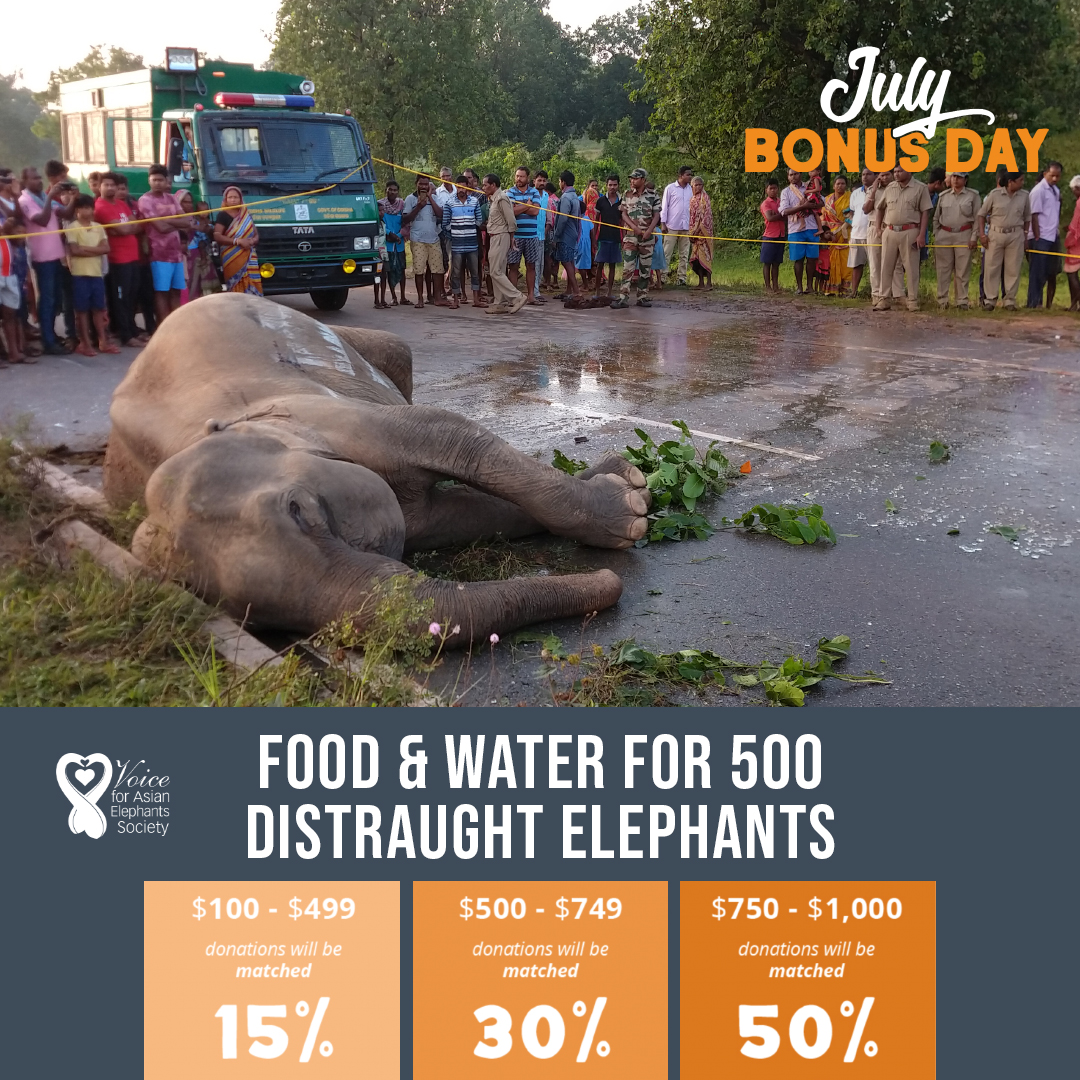 This 🐘 was killed on Odisha’s national highway by speeding truck. 😭

Elephants are forced to cross these roads that cut through 🌳, and are getting killed at every turn. The best solution is to rejuvenate the 🌳 so they’ll remain inside ‼️

➡️ bit.ly/3HsuCqj

POST 2 ⬇️