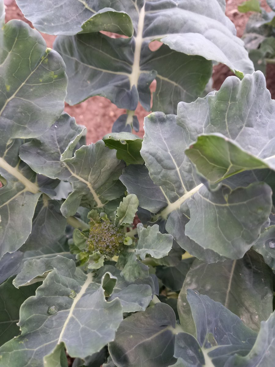 BallymakennyF's tweet photo. David is doing a great job looking after our #LongStemBroccoli Looking like we will be harvesting #broccolihearts end of next week 😊 You have no idea how happy this makes me! #BallymakennyFarm https://t.co/IN1bHKXL5z