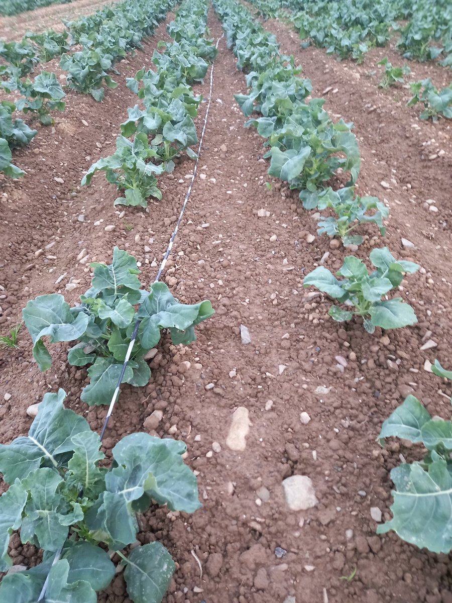 BallymakennyF's tweet photo. David is doing a great job looking after our #LongStemBroccoli Looking like we will be harvesting #broccolihearts end of next week 😊 You have no idea how happy this makes me! #BallymakennyFarm https://t.co/IN1bHKXL5z
