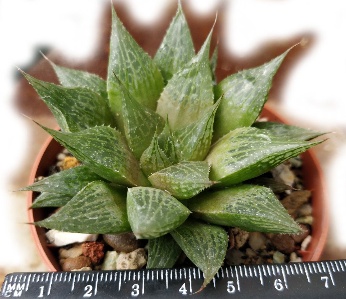 Haworthia comptoniana, rooted succulent plant, worldwide shipping from Bulgaria, 9 EUR #haworthia #haworthias #succulent #succulents #plants #plant #fosale