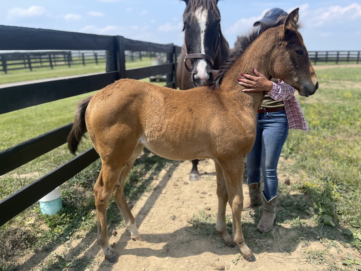 <a href="/spendthriftfarm/">Spendthrift Farm</a> One on the ground this year... and three in the oven for 2024.  The odds are against all stallion prospects, but with the Spendthrift team behind him, Authentic is about as close to a sure thing as you'll find.  I just don't see how he misses...