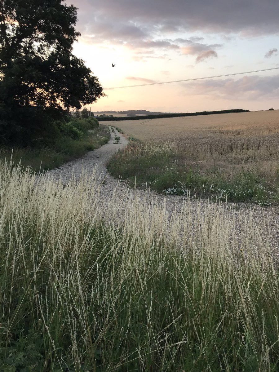 irunoffroad's tweet photo. Evening walk to unwind. Listening to the birdsong, then it flew away. I just caught a glimpse of it @VisitHampshire https://t.co/FREAlfK98n