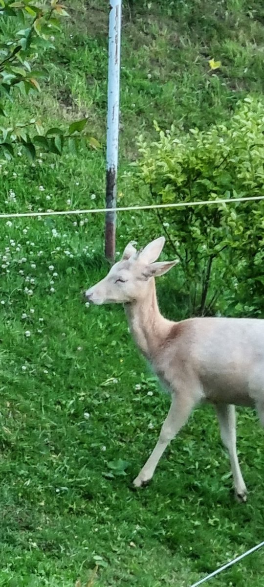 grannygrumps70's tweet photo. @LynnParsonsUK evening Lynn re-sent this as I don't no if it was sent or not so meet our visitor tonight so beautiful right outside in our garden https://t.co/DD8SO47WjD
