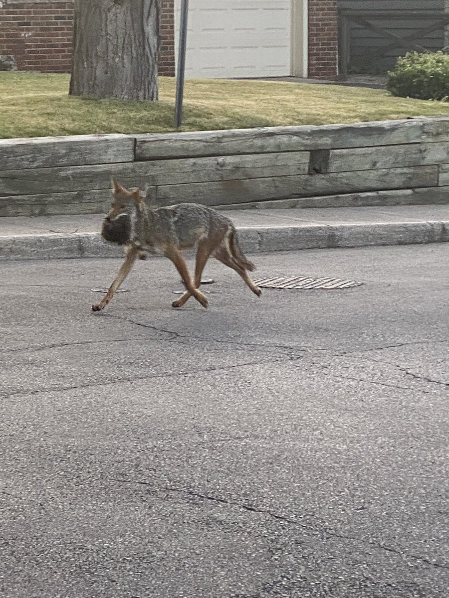 The local coyote found breakfast this morning. Nature still exists in residential areas. And no - the coyote didn’t catch the roadrunner.