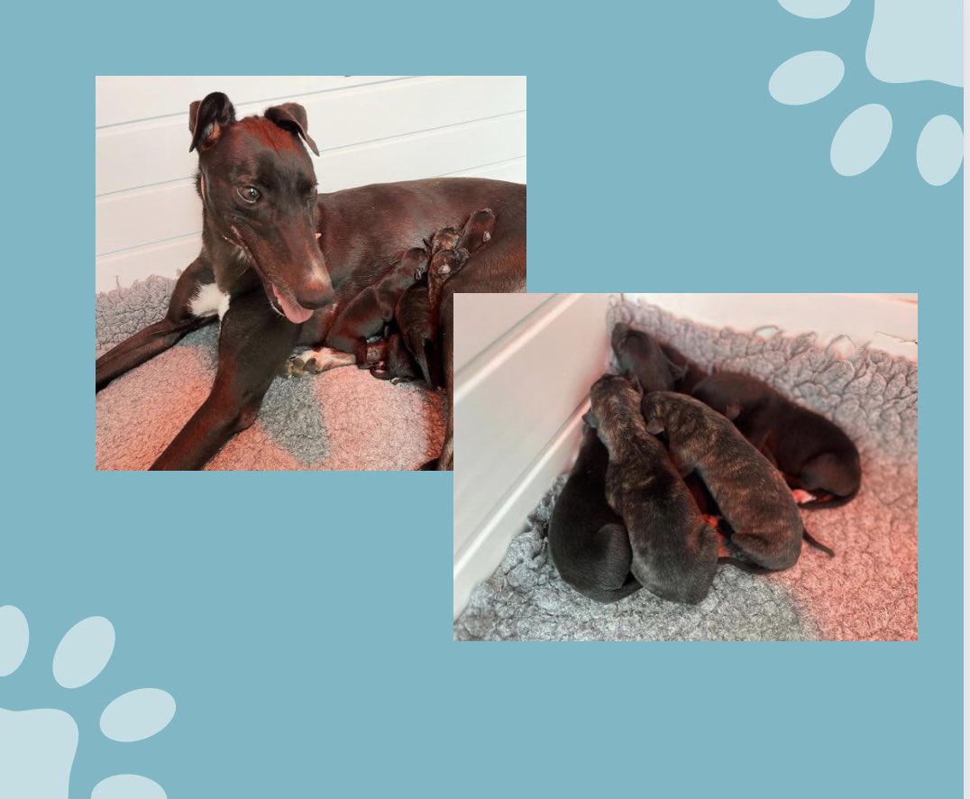adachikennels's tweet photo. Well Monday was eventful!! Welcome to the world little ones #BeamingDuchess #NewinnTikTok puppies ! mum and pups all doing well. Lucky has been a great mum and is so chilled . Congratulations to owner Steve 🙌 https://t.co/caCnKPluhN
