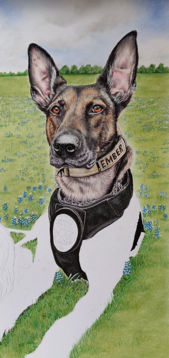 NikiFirmin's tweet photo. Hi everyone! 😎
My latest portrait of beautiful @K9.Ember really coming to life now  🥰💙🐕‍🦺🐾x

@tcesd12 @OnPatrolK9 @OnPatrolLive
@K9_heroes @K9s4COPs
@k9copmagazine @K9Magazine
@PoliceK9
#policedog #firek9 #workingdog #animalartist #artist #artwork https://t.co/RNcSg2HbNZ