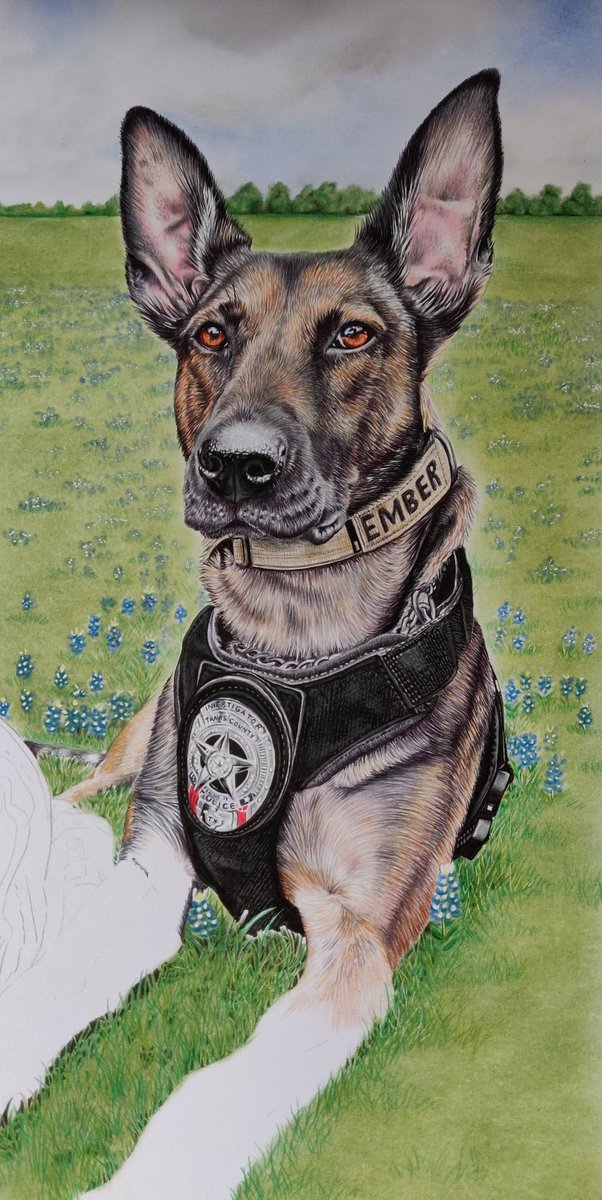 NikiFirmin's tweet photo. Hi everyone! 😎
My latest portrait of beautiful @K9.Ember really coming to life now  🥰💙🐕‍🦺🐾x

@tcesd12 @OnPatrolK9 @OnPatrolLive
@K9_heroes @K9s4COPs
@k9copmagazine @K9Magazine
@PoliceK9
#policedog #firek9 #workingdog #animalartist #artist #artwork https://t.co/RNcSg2HbNZ