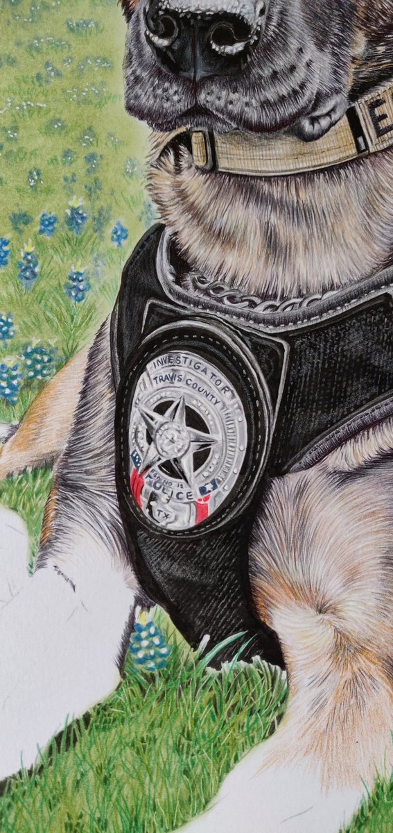 NikiFirmin's tweet photo. Hi everyone! 😎
My latest portrait of beautiful @K9.Ember really coming to life now  🥰💙🐕‍🦺🐾x

@tcesd12 @OnPatrolK9 @OnPatrolLive
@K9_heroes @K9s4COPs
@k9copmagazine @K9Magazine
@PoliceK9
#policedog #firek9 #workingdog #animalartist #artist #artwork https://t.co/RNcSg2HbNZ