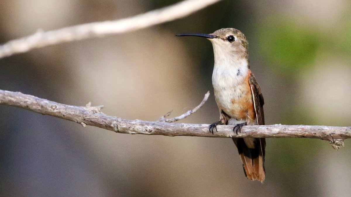 A Bahama Woodstar from Turks and Caicos. This species of hummingbird only weighs around 2.5 grams, making them incredibly difficult to spot. I was fortunate to have this one land close by for a few seconds!