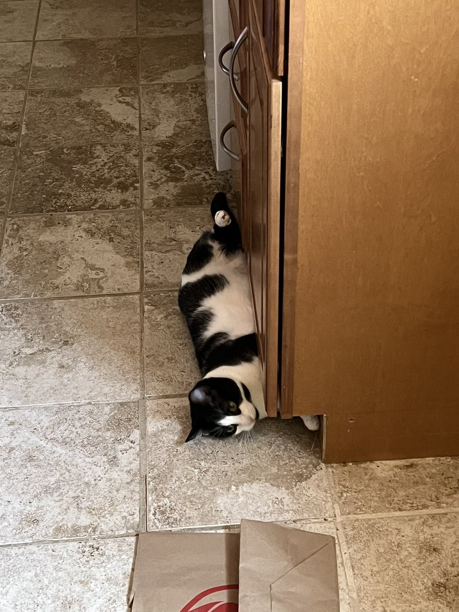 Enoughshed's tweet photo. So idk how but he is still able to get under a little space where the air conditioner vent is haha #CatsOfTwitter #CatsOnTwitter https://t.co/KsqRFSslnv