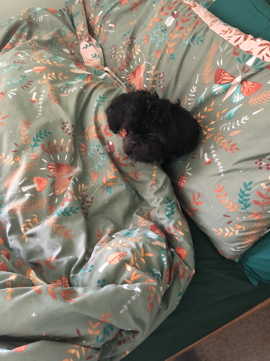 Before getting dog:
She definitely won’t be allowed on the bed!

After getting dog: