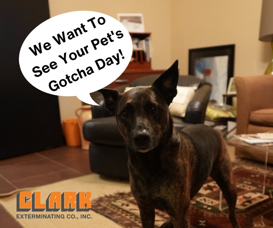 mybugproblem's tweet image. We&apos;re so excited to help furry friends in need with our Community Engagement Program! To celebrate, we&apos;d love to see your rescued pals on their Gotcha Day. Tag us in your photos for the chance to be featured! #CommunityEngagementProgram #GotchaDay