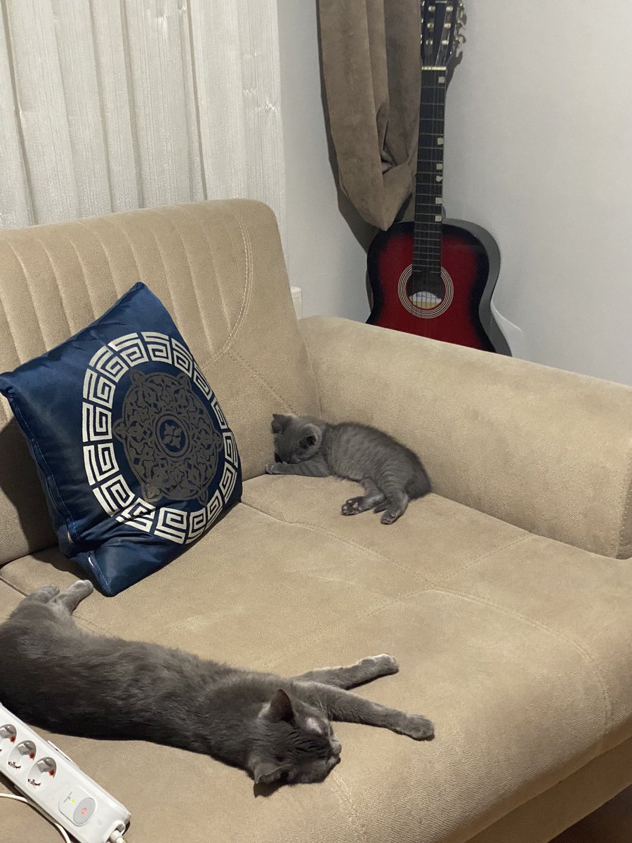 Gece ortalığı birbirine katmak için dinleniyorlar 😃