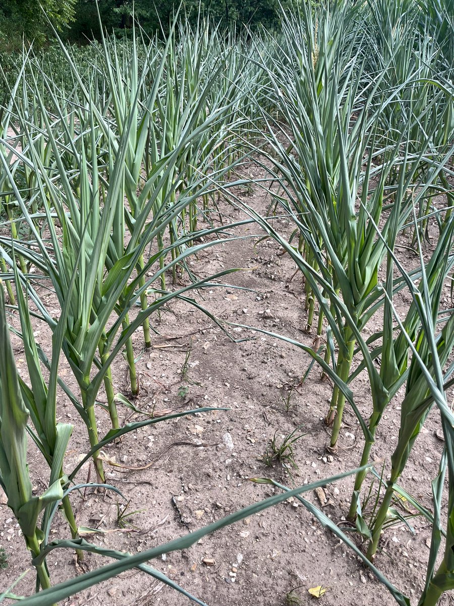 Andrea Kientzy tweet media