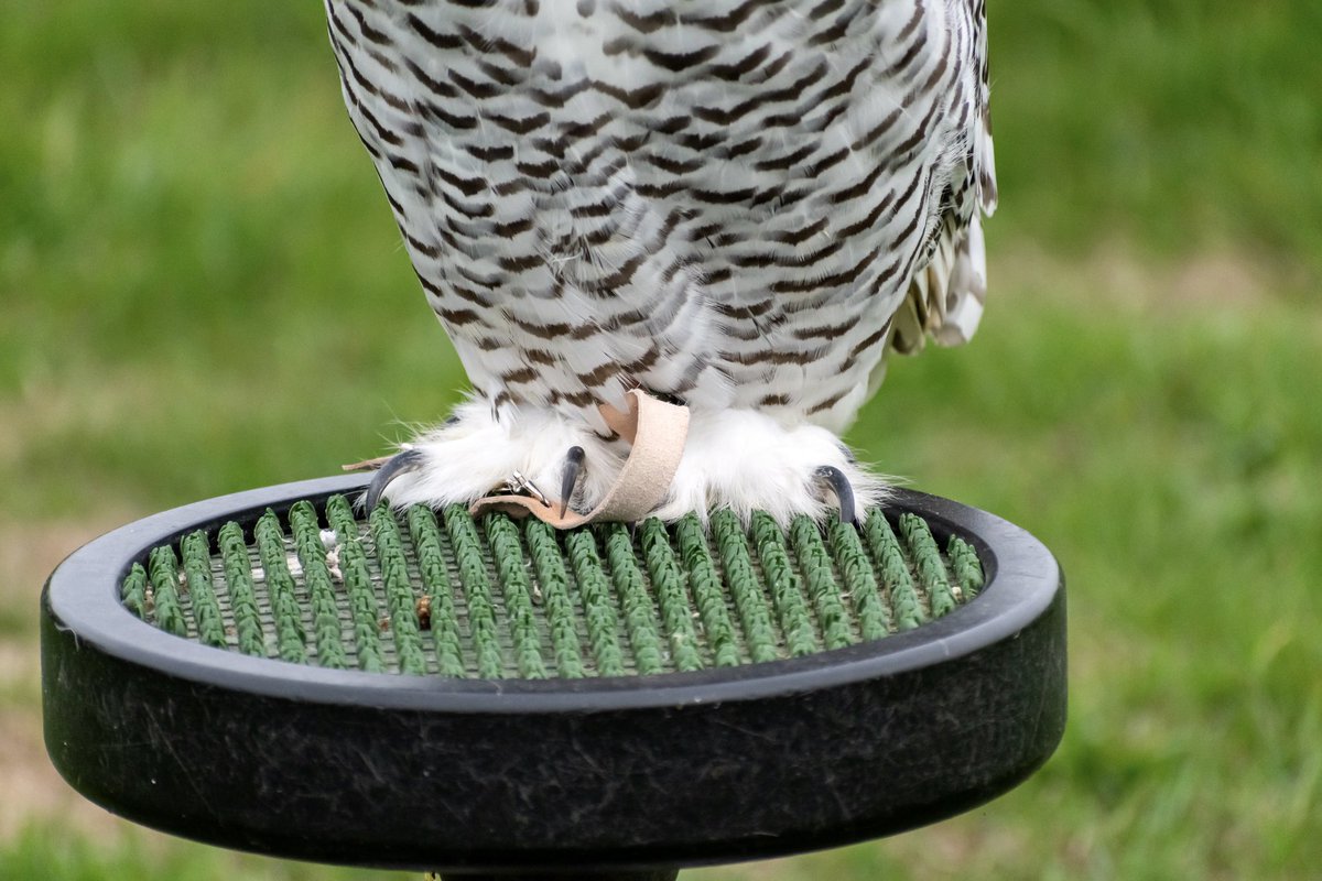leeslater1990's tweet photo. A little late but a selection form @LavenhamFalcon photography day last year.

🦉🦅📸 

#birdsofprey #BirdsOfTwitter https://t.co/bQKxCtbYUx