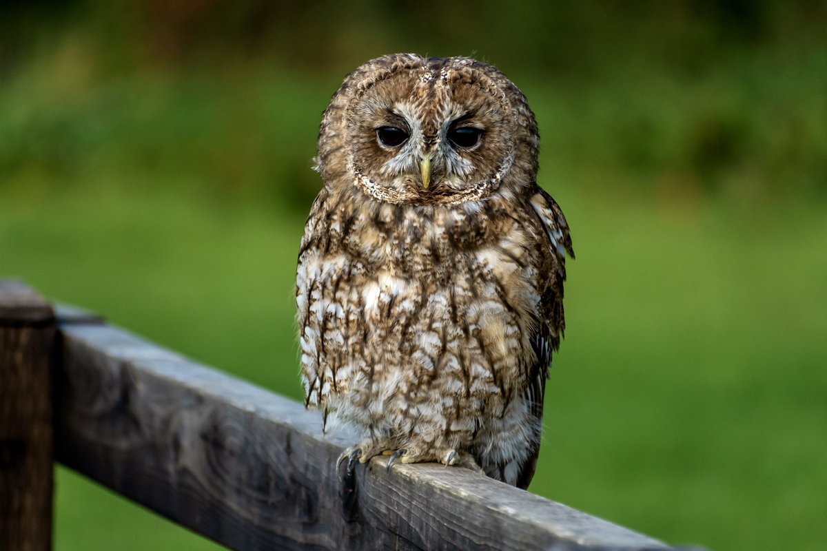 leeslater1990's tweet photo. A little late but a selection form @LavenhamFalcon photography day last year.

🦉🦅📸 

#birdsofprey #BirdsOfTwitter https://t.co/bQKxCtbYUx