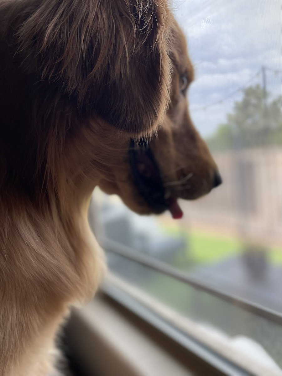dougtdog1's tweet photo. When it's too hot outside, I'll just chill by the window and dream of cooler days 🌞🐾❄️

#HotWeatherWoof #WindowViews #ChillinWithMyDog #DreamingOfCoolerDays #StayCoolPup #StayCoolPup https://t.co/afV20u5KhV