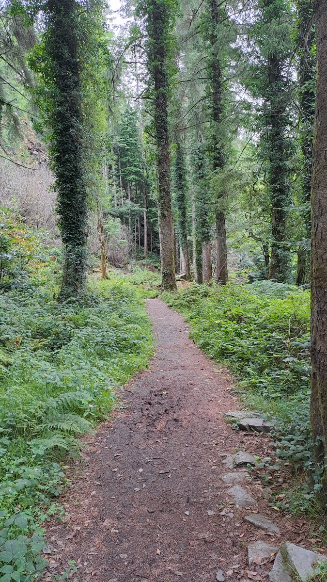 MacreddinRock's tweet photo. Fantastic Guided Tour in Avondale House, followed by the River Walk today and there's so much more in  @AvondaleBeyond Highly recommend for all the family! Just 15 minutes from Macreddin #treetopwalk #viewingtower #slide #playground #cafe #parnell #forestwalks #forestry #wicklow https://t.co/zoX6RZWw9X