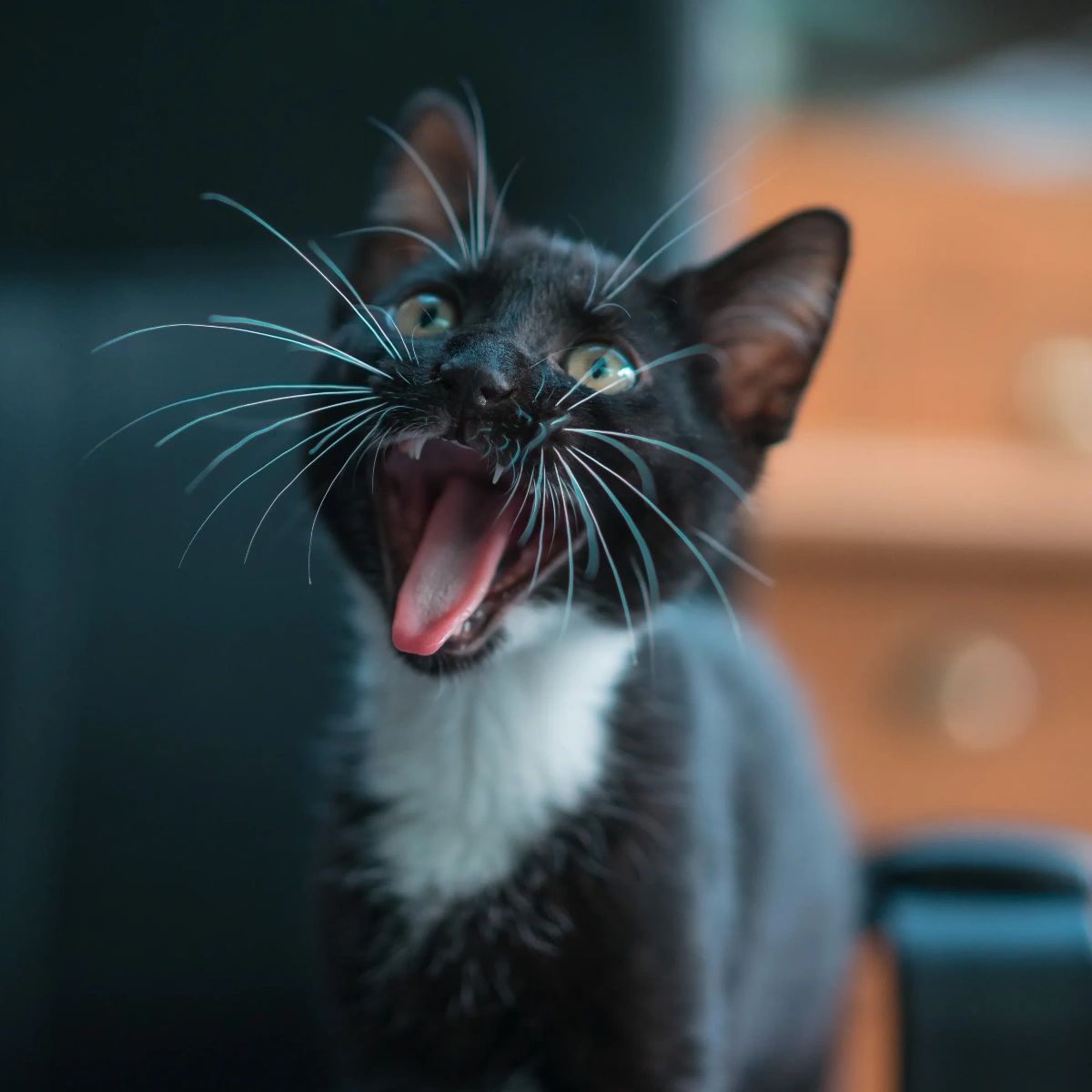 Believe it or not, cats can make up to 100 different sounds. What's the wackiest sound your feline friend makes? 😹 #WackyWhiskersWednesday #cats #WeLoveCats
