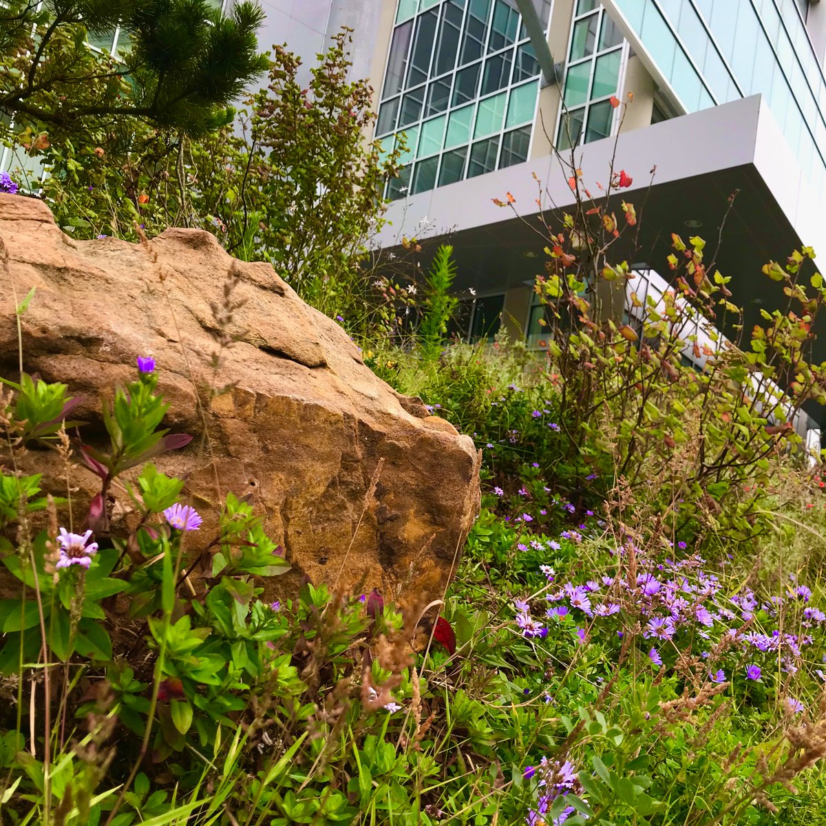 J Paul Leonard Library tweet media