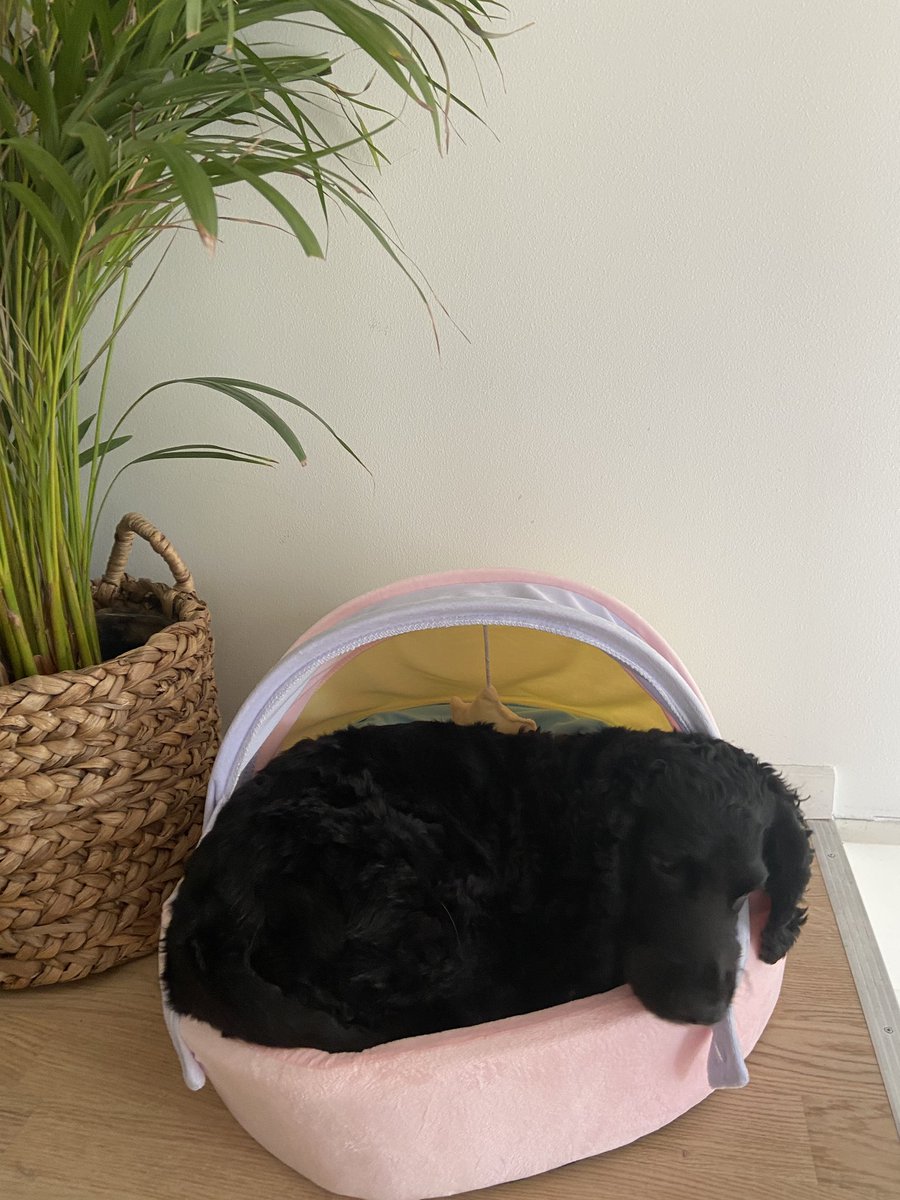 Karolina🌸 tweet media