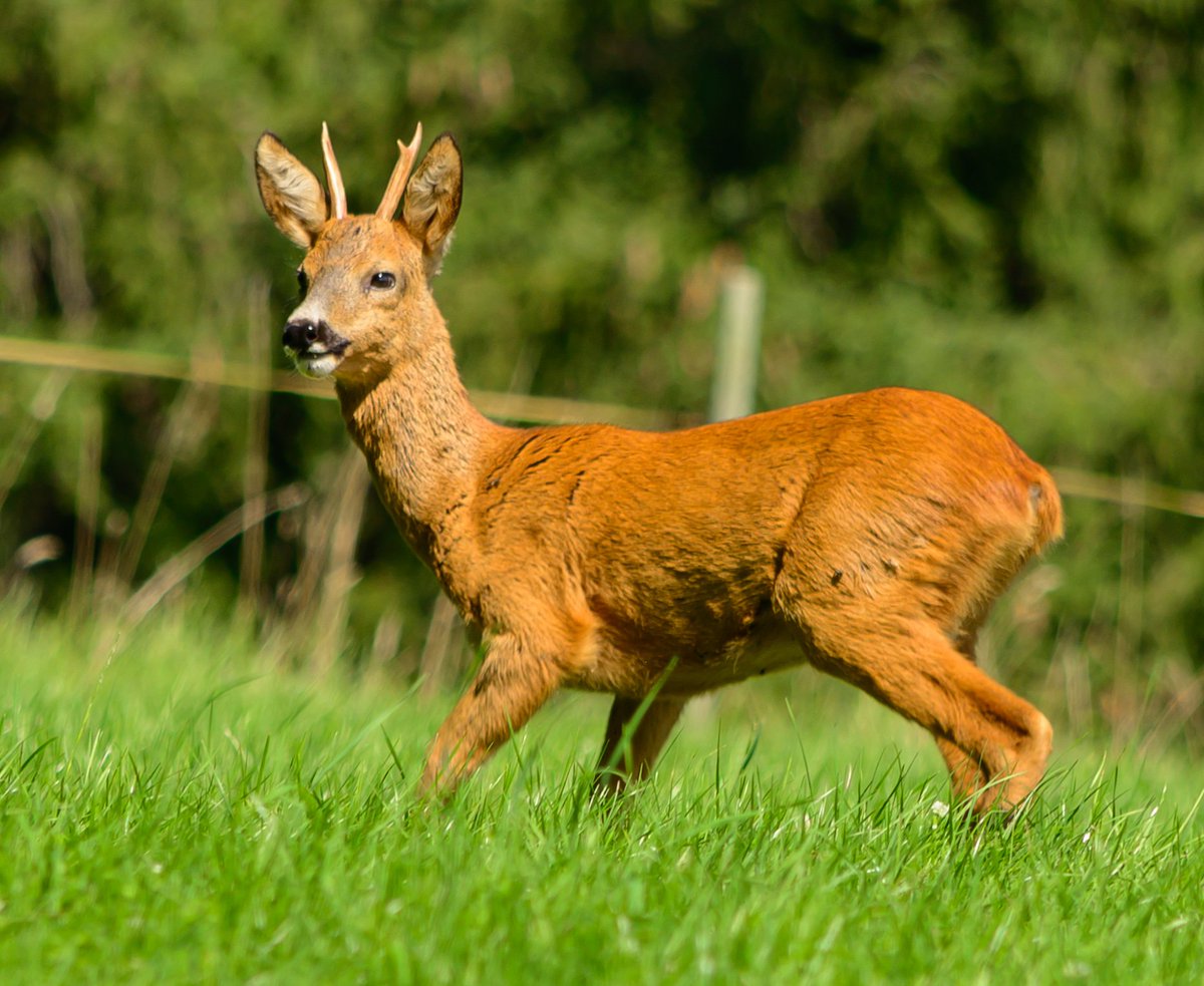 TheRealTwmBoii's tweet photo. Roe Buck In Bavaria.
@NikonEurope
@Bavaria
@NWFoutdoors
#Nikon #NikonZ6 #Germany #Bavaria #Beyern #Germany #Deer #RoeBuck #RoeDeer #WildlifeWednesday #photographer https://t.co/OgwhjlORL5