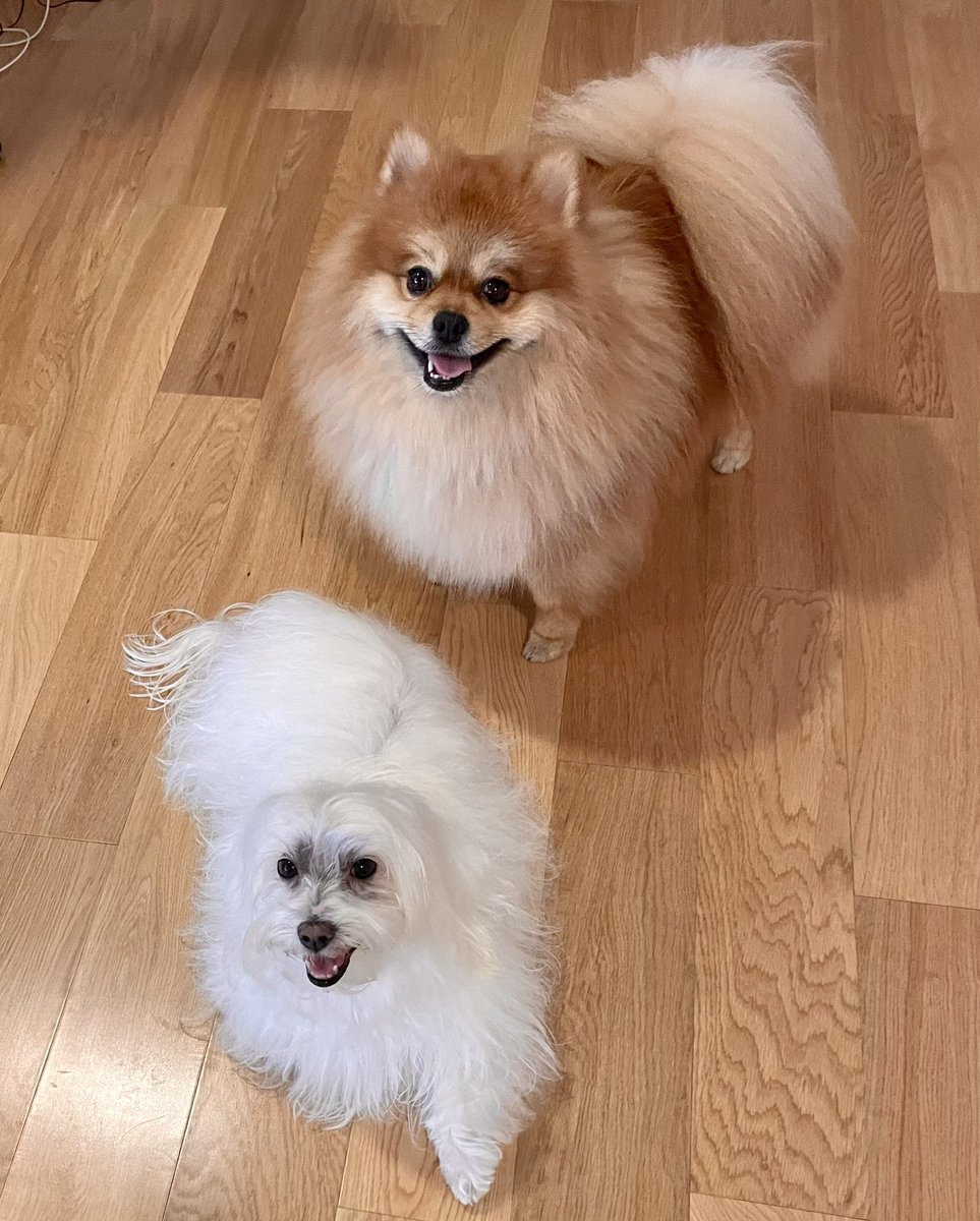 Tom y Jerry muy bañados 🐶🐶
