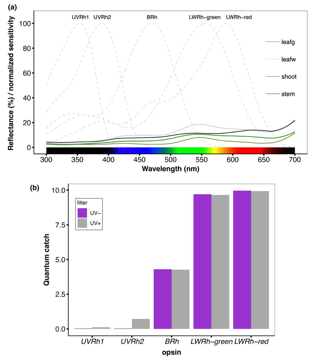 José Borrero tweet media