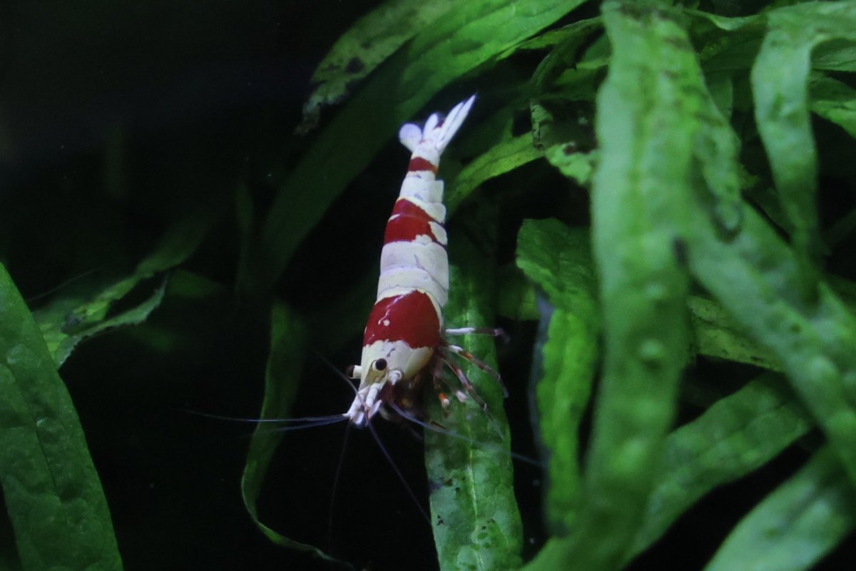 ebidarabushi's tweet image. おはようございます👋😆

めっちゃ綺麗に撮れた気がする１枚📸

今日もよろしくでっす😉👍✨
#レッドビーシュリンプ
#rf24105lisusm
#eosr6mark2