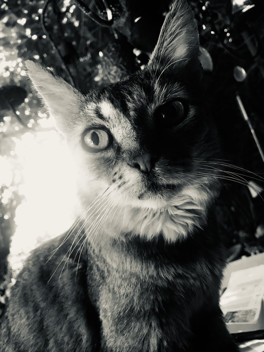 Lottikatz's tweet photo. @Birgit97770267 Hallo liebe Mona, ich begrüße dich hinterm Regenbogen und schicke Trost nach unten #Henri #lottikatz https://t.co/lgwKKZJNED