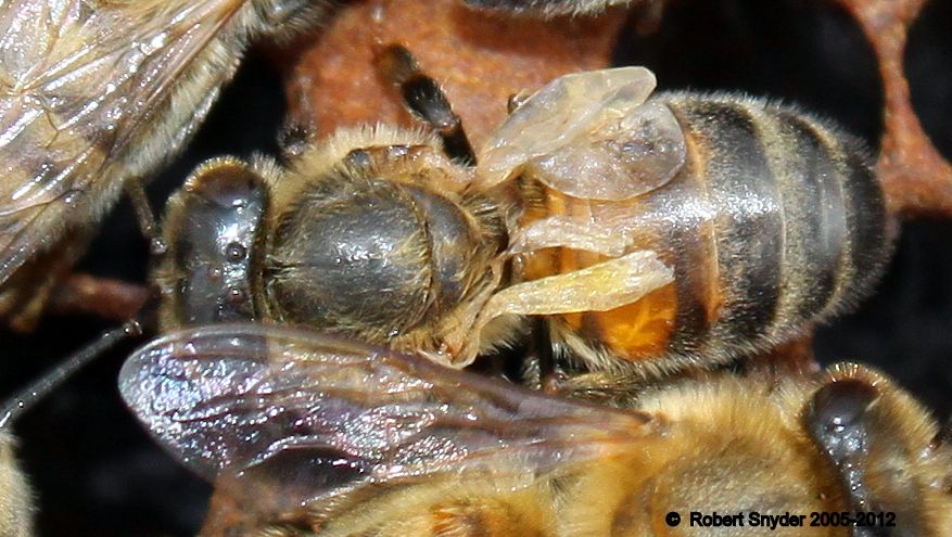 Will you be at the Tri-State MN, ND, SD Summer Convention? Make sure to stop by Anne Marie Fauvel’s talk discussing several BIP projects!

#honeybees #beeinformedpartnership #research