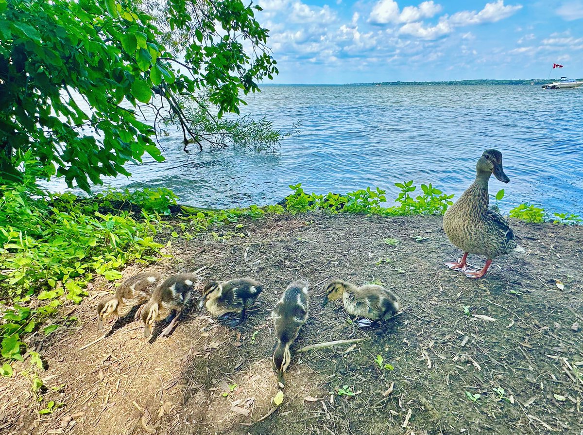 Mother Duck and her super cute Ducklings! #duck #ducklings #mallard #feeding #birdwatching #ornithology #birdsofcanada #birdsofnorthamerica #shotoniphone #iphone14promax #summer #midday #lakesimcoe #keswick #ontario #canada #discoveron #sharecangeo
