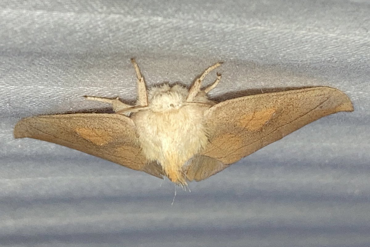 mushroomsnmoths's tweet photo. White-spotted Prominent (Nadata gibbosa) i saw last night!!! it was so fuzzy i couldn’t even see its eyes from the front :(
-
#moth #moths #insect #NaturePhotograhpy #oregonphotos #entomology #mothidentification https://t.co/6rojVLUYWM