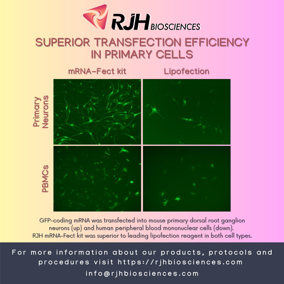 rjhbiosciences's tweet photo. Delivering nucleic acids into primary cells such as DRG neurons or PBMCs can be difficult, but we at RJH Biosciences has developed superior transfection reagents tailored to hard-to-transfect cells. #transfection #mrna #primarycells https://t.co/UtAynQ6wDh